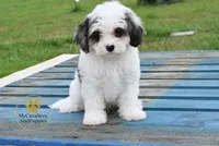 Toby-2 year guarantee, a male Cavapoo for sale in Pleasanton, KS – 1 of 1