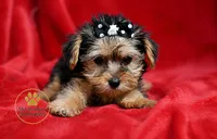 Toy 1 lb 6 ounces, a female Yorkshire Terrier and Biewer for sale in Pleasanton, KS – 2 of 2