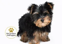 Bentley 2 year guarantee, a male Yorkshire Terrier and Biewer for sale in Pleasanton, KS – 2 of 2