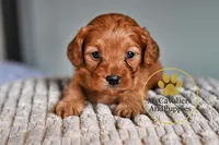 Duke 2 year guarantee, a male Cavalier King Charles Spaniel and Poodle - Miniature  for sale in Pleasanton, KS – Photo 2 of 2