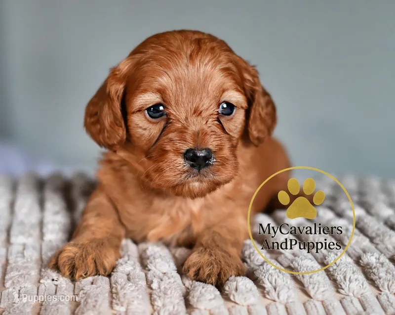 Duke 2 year guarantee