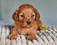 Duke 2 year guarantee, a male Cavalier King Charles Spaniel and Poodle - Miniature  for sale in Pleasanton, KS – Photo 1 of 2