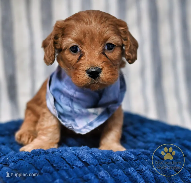 Duke 2 year guarantee