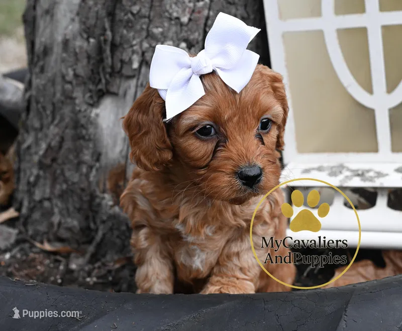 Duke 2 year guarantee