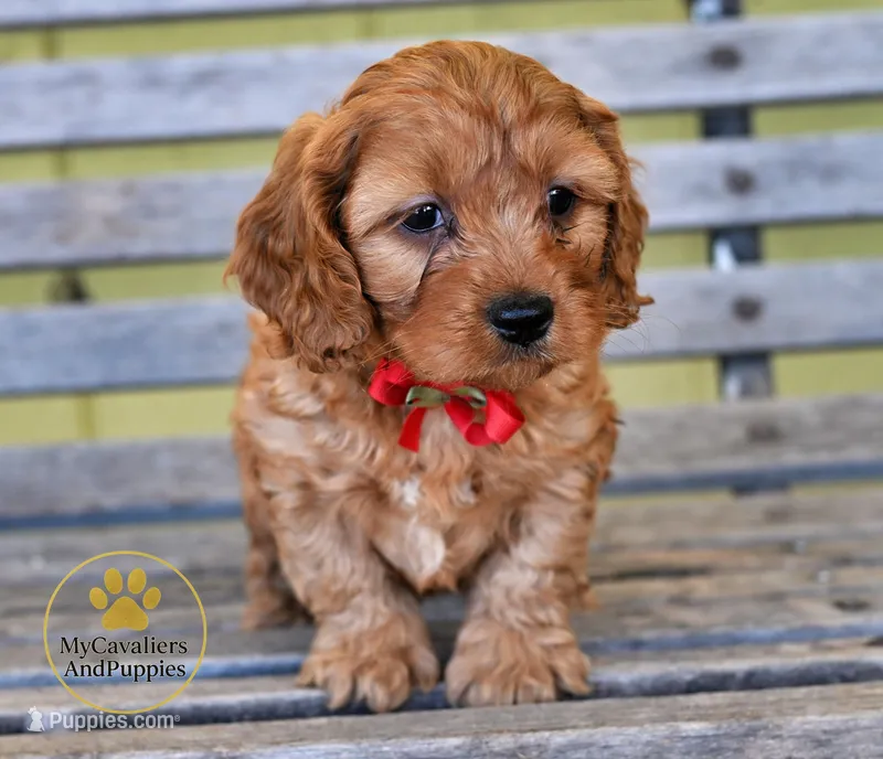 Duke 2 year guarantee – Cavalier King Charles Spaniel, Poodle - Miniature  puppy for sale in Pleasanton, KS