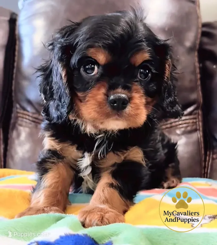 Buddy 2-year health guarantee  – Cavalier King Charles Spaniel puppy for sale in Pleasanton, KS