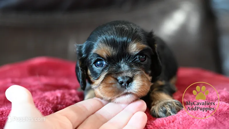 Pongo – Cavalier King Charles Spaniel puppy for sale in Pleasanton, KS