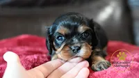 Pongo 2 year guarantee , a male Cavalier King Charles Spaniel for sale in Pleasanton, KS – 1 of 2