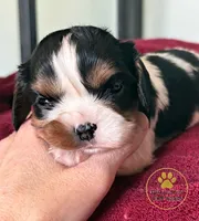 Bruno-2 year guarantee, a male Cavalier King Charles Spaniel for sale in Pleasanton, KS – 1 of 2