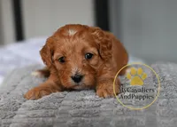 Hold 2 year guarantee, a female Cavapoo for sale in Pleasanton, KS – Photo 1 of 2