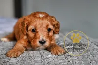 Hold 2 year guarantee, a female Cavapoo for sale in Pleasanton, KS – Photo 2 of 2