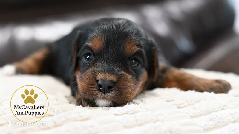 Lucy-2 year guarantee – Cavalier King Charles Spaniel, Poodle - Miniature  puppy for sale in Pleasanton, KS