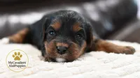 Lucy-2 year guarantee, a female Cavalier King Charles Spaniel and Poodle - Miniature  for sale in Pleasanton, KS – 1 of 1