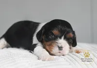 HOLD-2 year guarantee, a female Cavalier King Charles Spaniel for sale in Pleasanton, KS – Photo 1 of 2