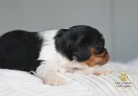 HOLD-2 year guarantee, a female Cavalier King Charles Spaniel for sale in Pleasanton, KS – Photo 2 of 2