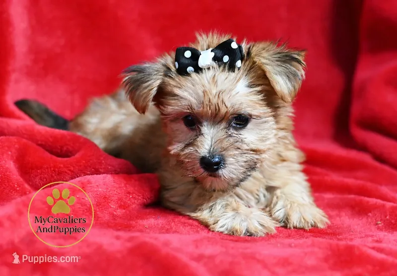 Stella- 2 lb baby girl – Yorkshire Terrier, Biewer puppy for sale in Pleasanton, KS