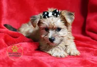 Stella- 2 lb baby girl, a female Yorkshire Terrier and Biewer for sale in Pleasanton, KS – 1 of 1