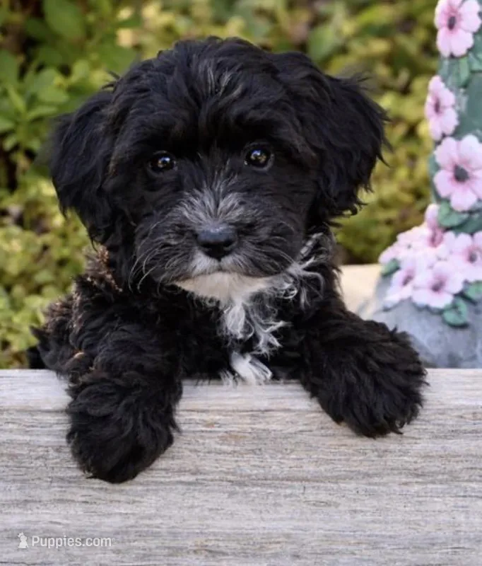 Elaina  – Yorkipoo puppy for sale in Pleasanton, KS