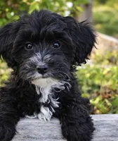 Elaina , a female Yorkipoo for sale in Pleasanton, KS – Photo 2 of 2