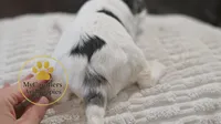Toby-2 year guarantee, a male Cavalier King Charles Spaniel and Poodle - Miniature  for sale in Pleasanton, KS – 2 of 2