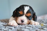 Bennie -2 year guarantee, a male Cavalier King Charles Spaniel for sale in Pleasanton, KS – Photo 1 of 2