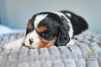 Bennie -2 year guarantee, a male Cavalier King Charles Spaniel for sale in Pleasanton, KS – Photo 2 of 2