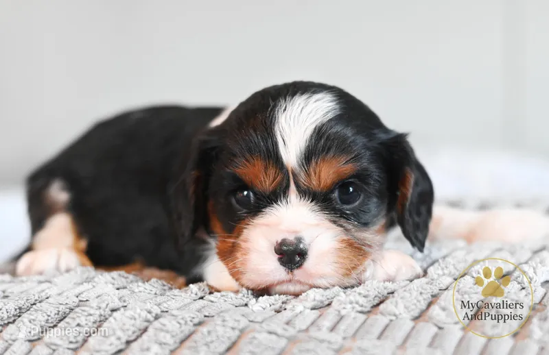 Bennie -2 year guarantee