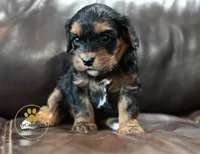 Lucy-2 year guarantee, a female Cavalier King Charles Spaniel and Poodle - Miniature  for sale in Pleasanton, KS – 2 of 2