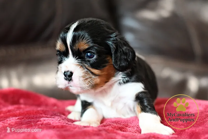 Rocky 2 year guarantee – Cavalier King Charles Spaniel puppy for sale in Pleasanton, KS