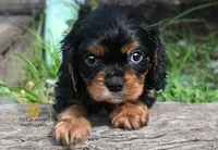 Buddy Neutered, a male Cavalier King Charles Spaniel for sale in Pleasanton, KS – 2 of 2