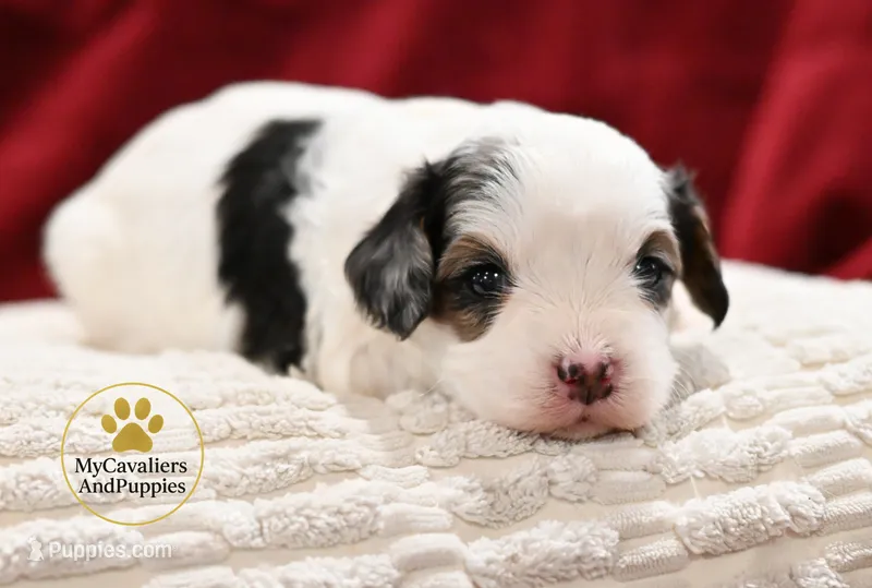 Toby-2 year guarantee – Cavalier King Charles Spaniel, Poodle - Miniature  puppy for sale in Pleasanton, KS