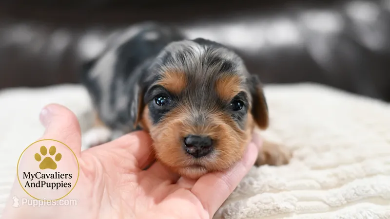 Lilly 2 year guarantee – Cavalier King Charles Spaniel, Poodle - Miniature  puppy for sale in Pleasanton, KS