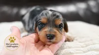 Lilly-hold, a female Cavalier King Charles Spaniel and Poodle - Miniature  for sale in Pleasanton, KS – 1 of 2