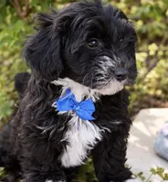 Prince, a male Yorkipoo for sale in Pleasanton, KS – Photo 2 of 2