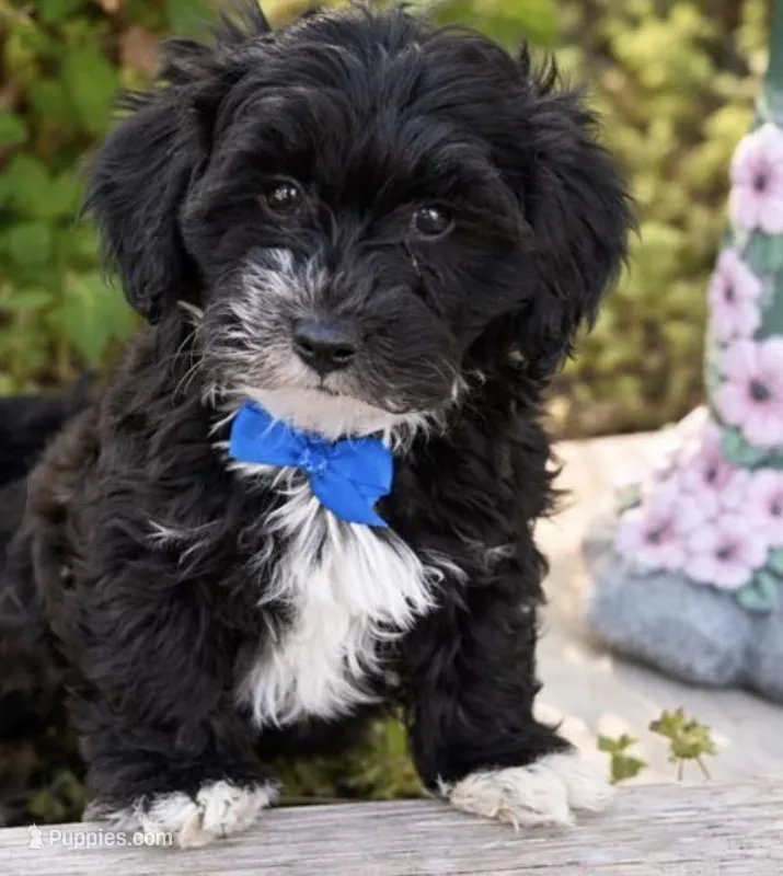 Prince – Yorkipoo puppy for sale in Pleasanton, KS