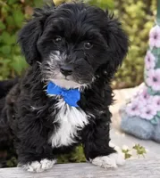 Prince, a male Yorkipoo for sale in Pleasanton, KS – Photo 1 of 2