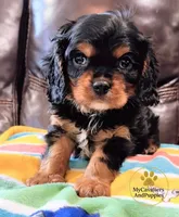 Buddy 2-year health guarantee , a male Cavalier King Charles Spaniel for sale in Pleasanton, KS – 2 of 3