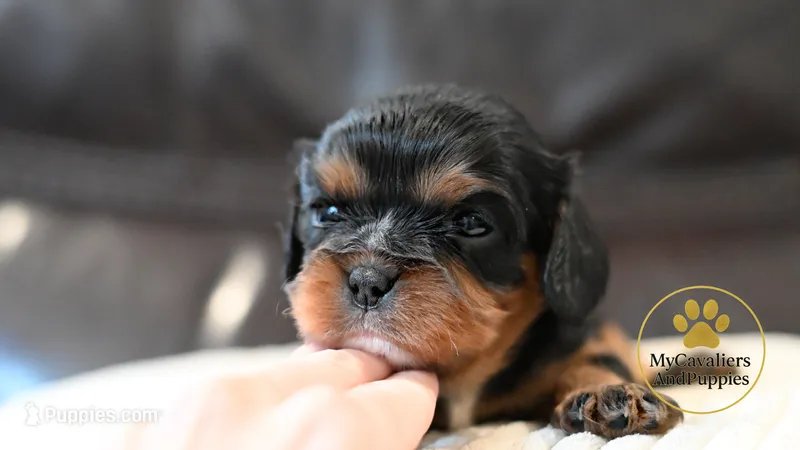 Pongo – Cavalier King Charles Spaniel puppy for sale in Pleasanton, KS