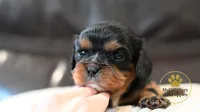 Pongo, a male Cavalier King Charles Spaniel for sale in Pleasanton, KS – 1 of 2