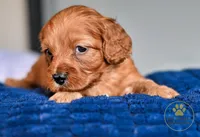 Joey 2 year guarantee, a male Cavapoo for sale in Pleasanton, KS – Photo 2 of 2