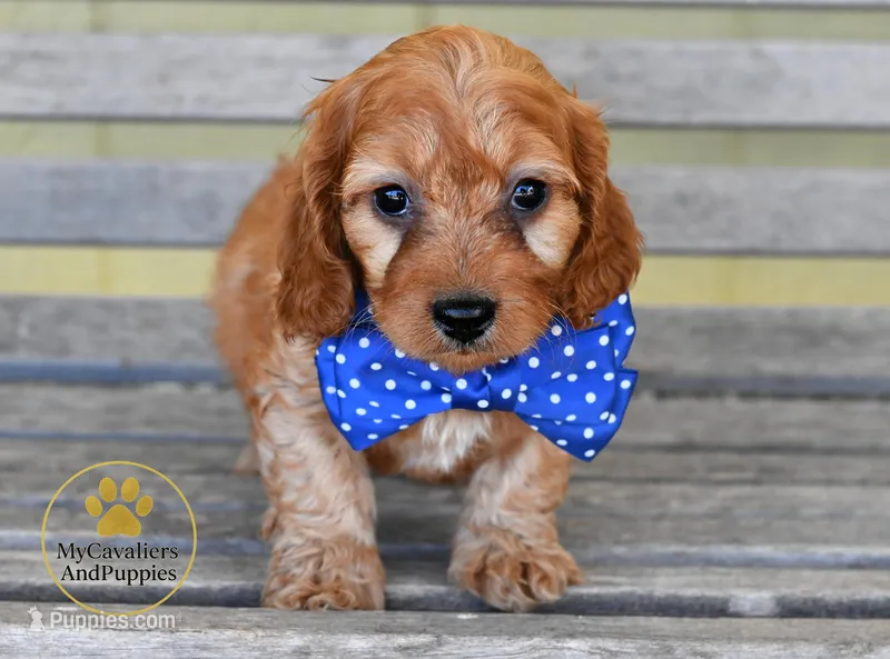 Joey 2 year guarantee – Cavapoo puppy for sale in Pleasanton, KS