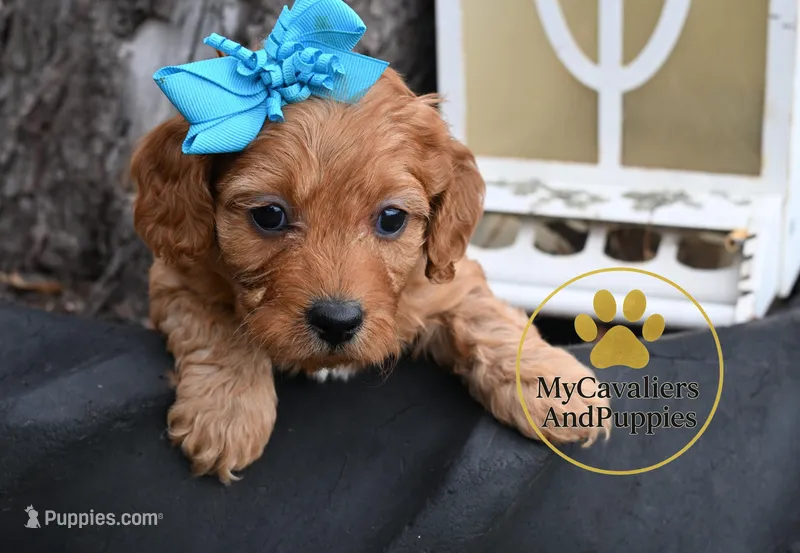 Joey 2 year guarantee