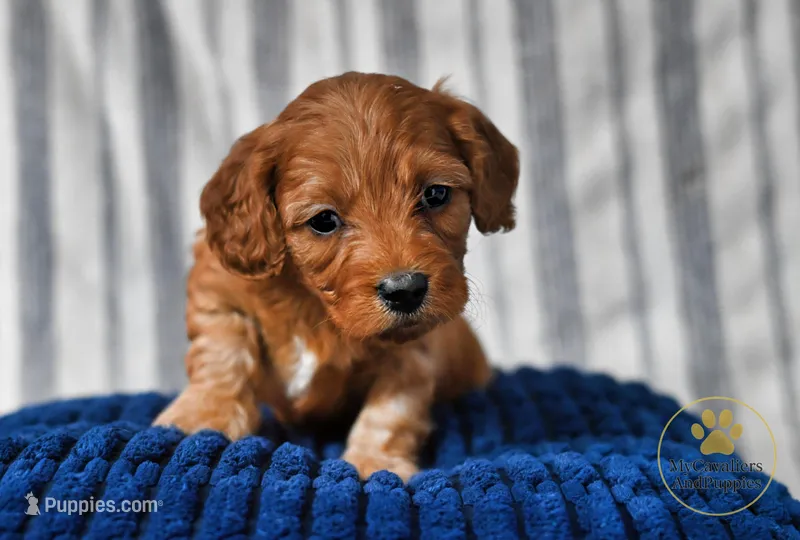 Joey 2 year guarantee