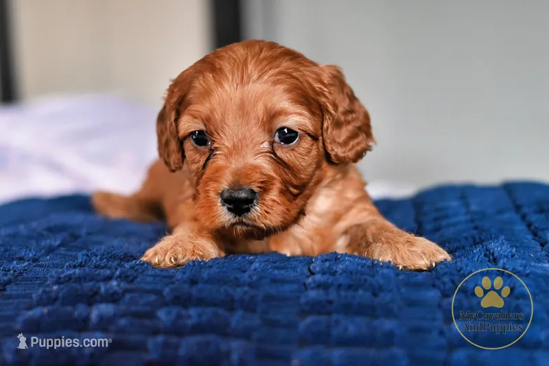 Joey 2 year guarantee