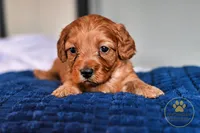 Joey 2 year guarantee, a male Cavapoo for sale in Pleasanton, KS – Photo 1 of 2