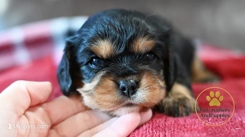 Chloe- 2 year guarantee – Cavalier King Charles Spaniel puppy for sale in Pleasanton, KS