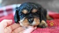 Chloe- 2 year guarantee, a female Cavalier King Charles Spaniel for sale in Pleasanton, KS – 1 of 2