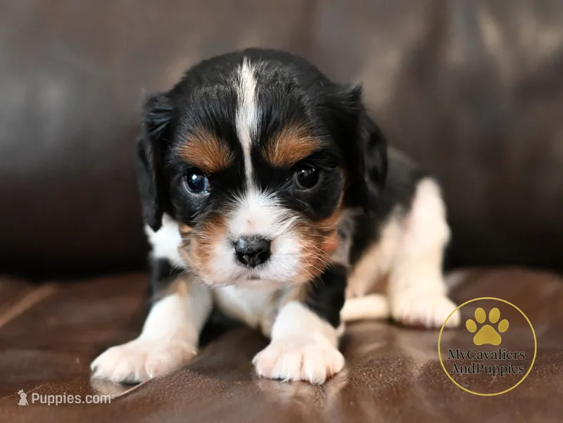 Rocky 2 year guarantee – Cavalier King Charles Spaniel puppy for sale in Pleasanton, KS