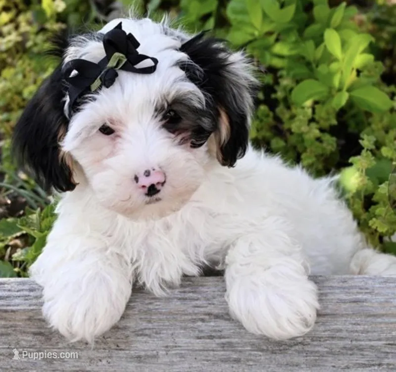 Bentley  – Yorkipoo puppy for sale in Pleasanton, KS