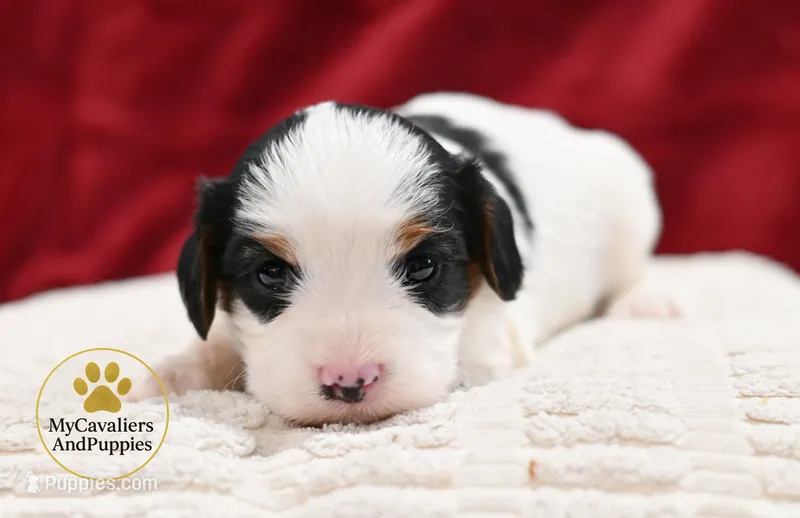 Knox- 2 year guarantee – Cavapoo puppy for sale in Pleasanton, KS